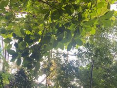 -呀路古热带植物园