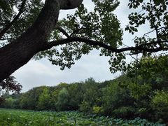 -昆山城市生态森林公园