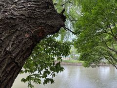 -上海佘山国家森林公园天马山园