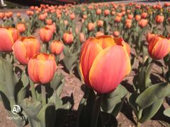 -长春公园(普阳街道)