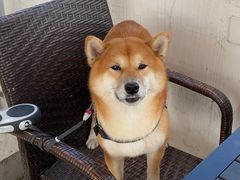-素心小筑(后沙裕镇店)