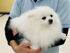 -瑞鹏宠物医院犬猫全科(真大分院)