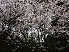 -上海吴淞炮台湾国家湿地公园