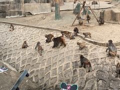 -哈尔滨北方森林动物园