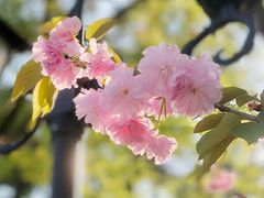 -苏州公园(双塔街道)