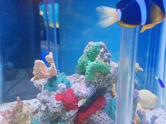 -太平洋海底世界