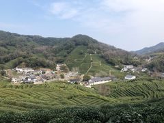 -龙井村