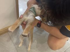 -柴犬小屋·柴餐厅·狗咖食堂(金鼎广场店)