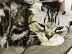 -more than meow吴止猫主题餐厅(承德 中船汇店)