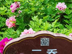 -洛阳市牡丹公园