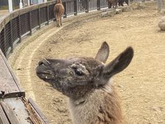 -苏州上方山国家森林公园