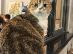 -咖法森林·咖啡  酒吧(天河店)