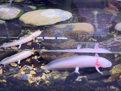 -Zoolung Zoolung动物主题公园(海信广场店)