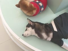 -怪兽屋·羊驼·猫咖·狗咖(俊华广场店)