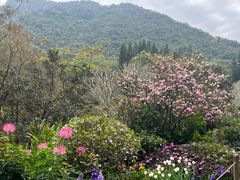 -深圳仙湖植物园