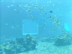 -海棠湾洲际-涛·海底餐厅·美人鱼·自助餐·海底隧道