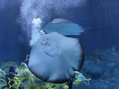 -芜湖新华联大白鲸海洋公园
