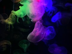 -太平洋海底世界