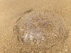 -天津东疆湾沙滩景区