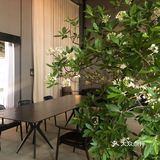 美术馆里的下午茶