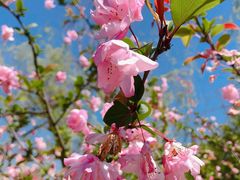 -南汇桃花村