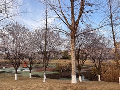 -两河城市森林公园