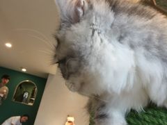 -飞行喵MR PILOT|猫舍·猫咖(静安大融城店)