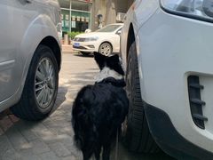 -达爱动物医院·犬猫分区·CT·复杂眼科(远洋山水分院)