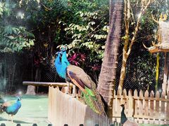 -西双版纳傣族园