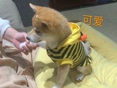 -逗柴咖啡屋·狗咖猫咖宠物桌游