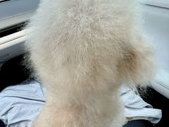 -中农大我爱我爱动物医院·核磁CT·猫病·24小时夜诊中心(石佛营店)