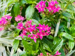 -深圳国际园林花卉博览园