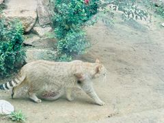 -青藏高原野生动物园