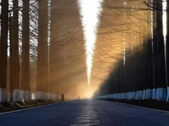 -黄海国家森林公园