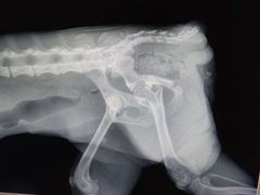 -佳雯宠物医院(四明中路分院)