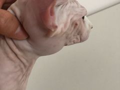 -喜多萌中农锦绣动物医院24H·猫科·牙科MRI·CT