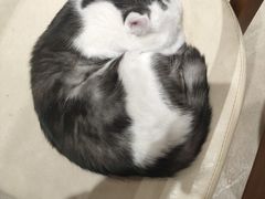 -藏猫猫咖啡主题馆(中央大道店)