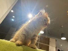 -猫亿天猫咖