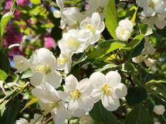 -济南国际园博园