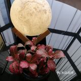 奢侈一回的下午茶体验