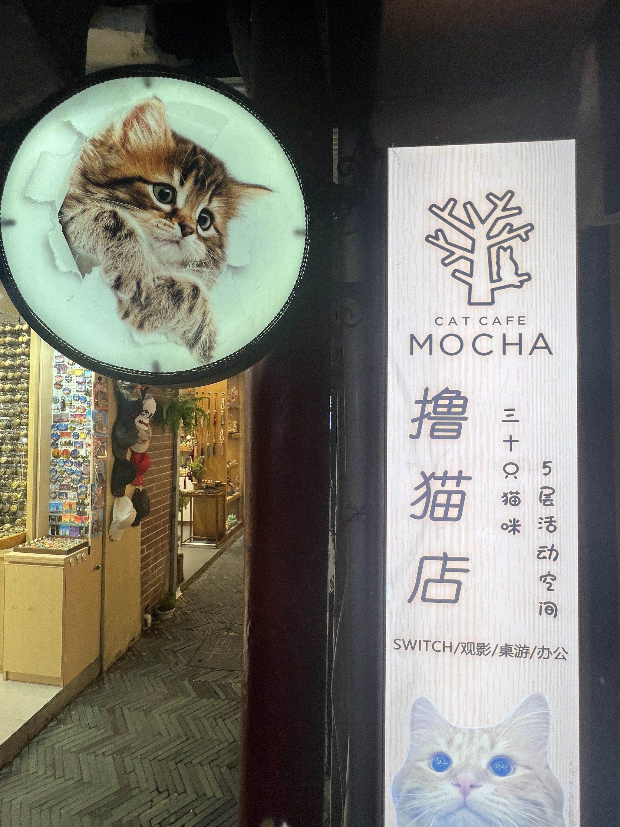 田子坊里的宝藏撸猫馆!