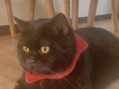 -滚猫咖啡·猫咖·猫友好撸猫(未来城店)