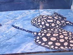 -中环花鸟鱼虫市场