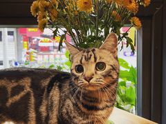 -No Cat 手碟