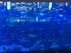 -成都浩海立方海洋公园