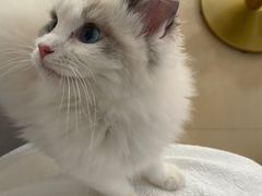 -喵宠乐园·撸猫互动·猫舍