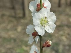 -广富林郊野公园