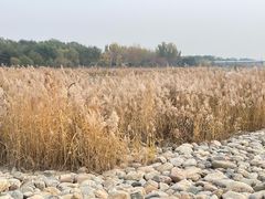 -绿堤公园