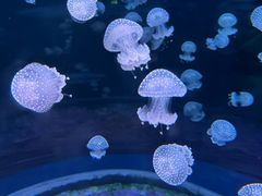 -欢乐海岸海洋奇梦馆