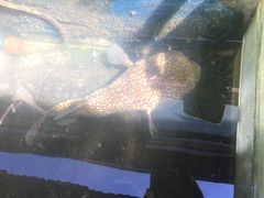 -蓝湾碧波·老字号·疍家非遗海上餐厅